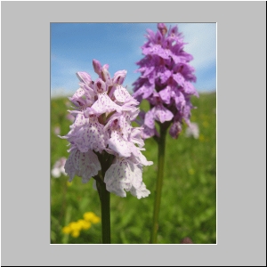 tanygraig marsh orchids at sssi 2.jpg